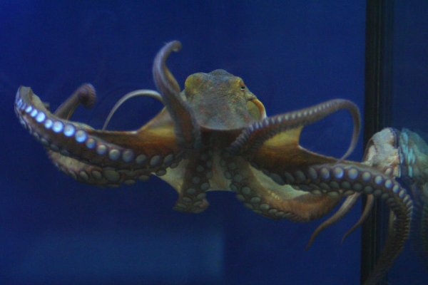 Kraken tor